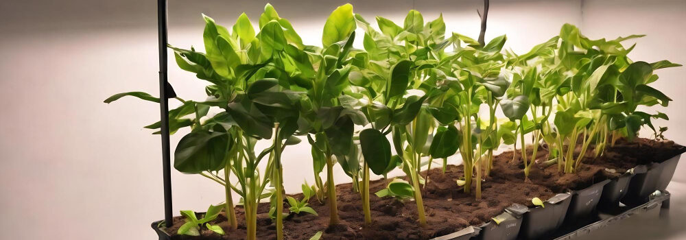 jardin intérieur éclairage led