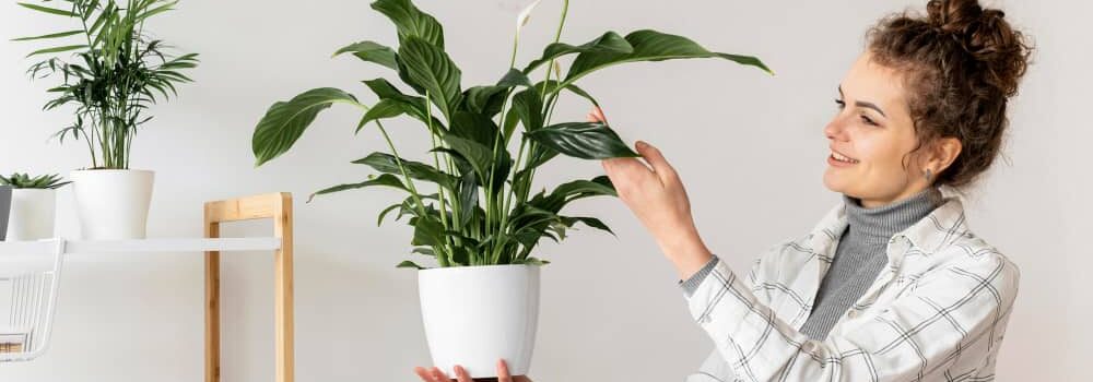 Une femme tient avec soin un spathiphyllum blanc. Un guide utile : "Plante d’intérieur : choisir, entretenir et profiter de son espace vert chez soi.