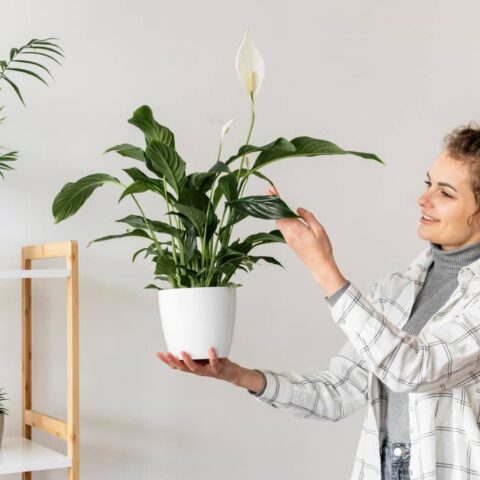 Une femme tient avec soin un spathiphyllum blanc. Un guide utile : "Plante d’intérieur : choisir, entretenir et profiter de son espace vert chez soi.