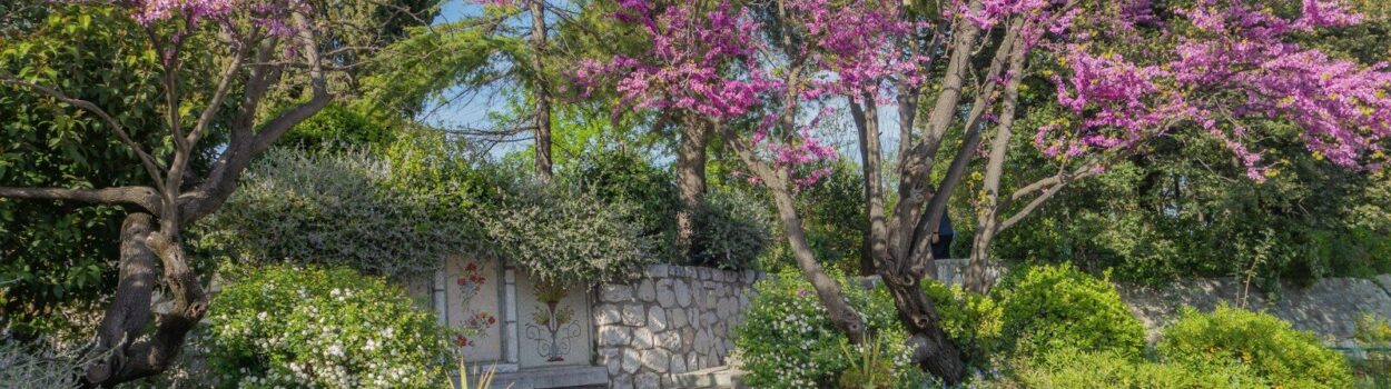 A stone staircase leads to a flowering tree.