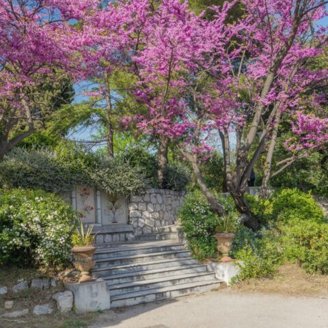 A stone staircase leads to a flowering tree.